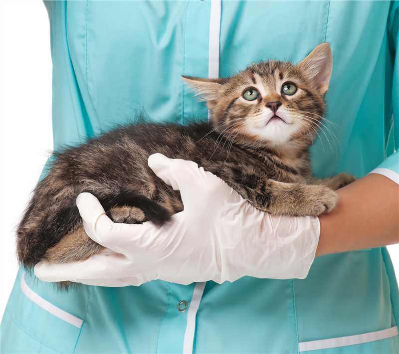 Vaccines for Feline Panleukopenia– Creative Biolabs
